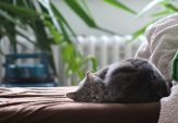 Kattepensjonat  trygg og fleksibel løsning for katten din