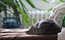 Kattepensjonat  trygg og fleksibel løsning for katten din