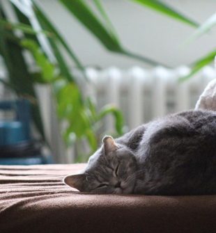 Kattepensjonat  trygg og fleksibel løsning for katten din