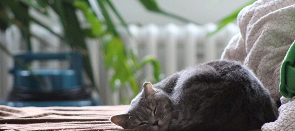 Kattepensjonat  trygg og fleksibel løsning for katten din