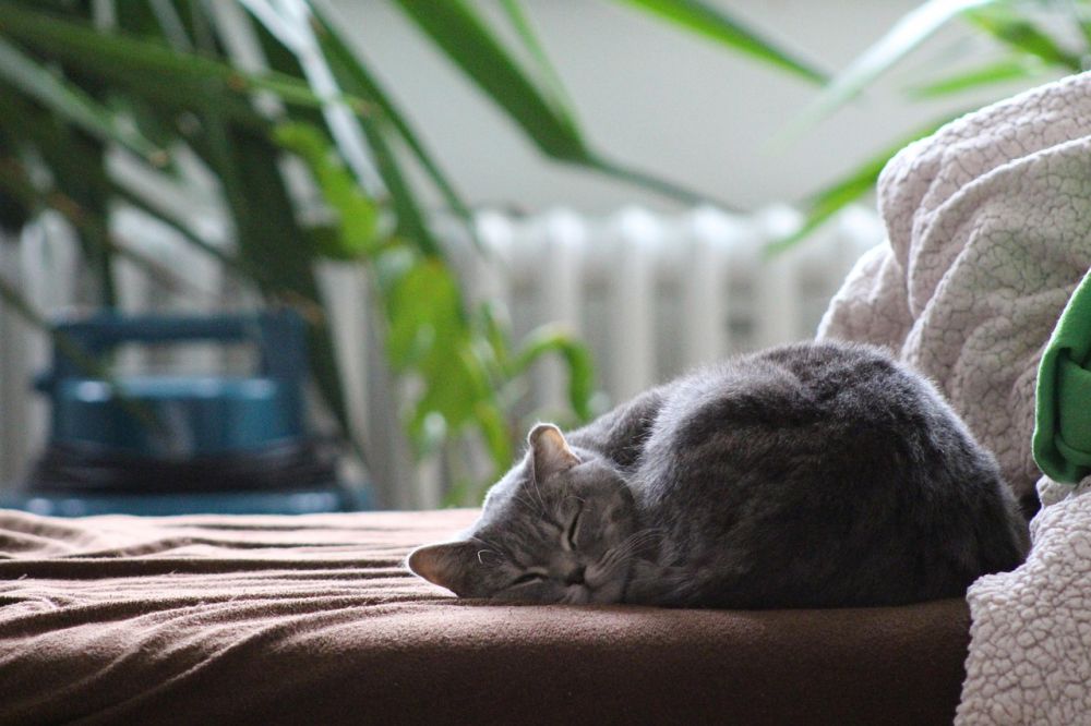 Kattepensjonat  trygg og fleksibel løsning for katten din