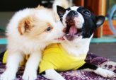 Hundetrening som gir en trygg og harmonisk familiehund