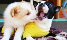 Hundetrening som gir en trygg og harmonisk familiehund
